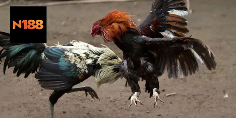 Kỹ Thuật Nuôi Và Nhận Biết 